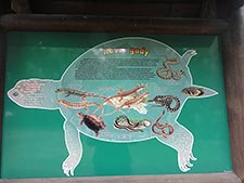 Rajd Żółwik