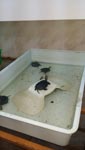 Półkolonie letnie w Zespole Szkół w Cycowie