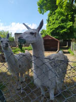 Wycieczka do Małego ZOO w Turce